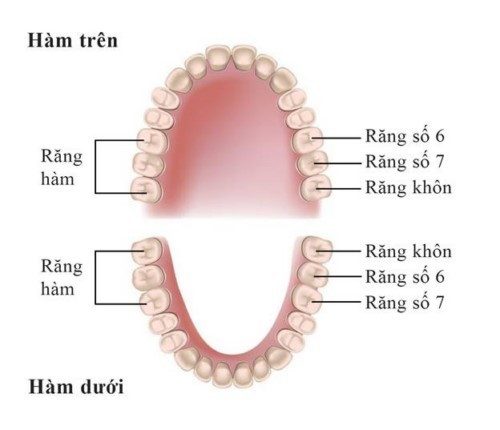 Trồng răng hàm dưới cần nắm bắt những thông tin nào? 1